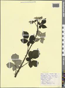 Ежевика грузинская Juz., Кавказ, Черноморское побережье (от Новороссийска до Адлера) (K3) (Россия)