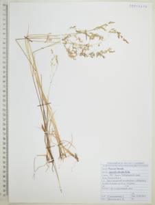 Полевица булововидная Trin., Сибирь, Дальний Восток (S6) (Россия)