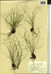 Carex callitrichos var. nana (H.Lév. & Vaniot) S.Yun Liang, L.K.Dai & Y.C.Tang, Сибирь, Дальний Восток (S6) (Россия)