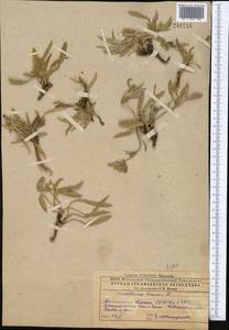 Вьюнок узколистный L., Средняя Азия и Казахстан, Прикаспийский Устюрт и Северное Приаралье (M8) (Казахстан)