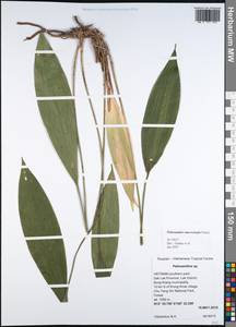 Peliosanthes macrostegia Hance, Зарубежная Азия (ASIA) (Вьетнам)