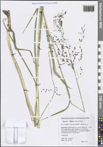 Манник литовский (Gorski) Gorski, Сибирь, Прибайкалье и Забайкалье (S4) (Россия)