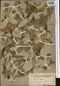 Вьюнок узколистный L., Средняя Азия и Казахстан, Северный и Центральный Тянь-Шань (M4) (Казахстан)