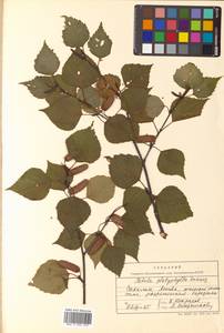 Betula pendula subsp. mandshurica (Regel) Ashburner & McAll., Сибирь, Дальний Восток (S6) (Россия)