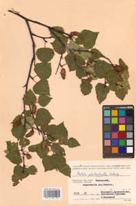 Betula pendula subsp. mandshurica (Regel) Ashburner & McAll., Сибирь, Чукотка и Камчатка (S7) (Россия)