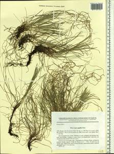 Carex callitrichos var. nana (H.Lév. & Vaniot) S.Yun Liang, L.K.Dai & Y.C.Tang, Сибирь, Дальний Восток (S6) (Россия)