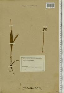 Любка двулистная, Ночная фиалка (L.) Rich., Сибирь, Алтай и Саяны (S2) (Россия)