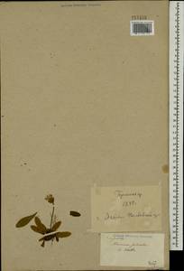 Ястребиночка обыкновенная, Ястребиночка волосистая Vaill., Восточная Европа, Северо-Украинский район (E11) (Украина)