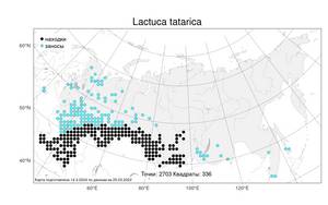 Lactuca tatarica, Латук татарский, Молокан татарский (L.) C. A. Mey., Атлас флоры России (FLORUS) (Россия)