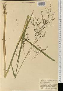 Манник литовский (Gorski) Gorski, Монголия (MONG) (Монголия)