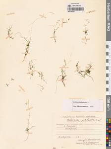 Болотник обыкновенный L., Сибирь, Чукотка и Камчатка (S7) (Россия)