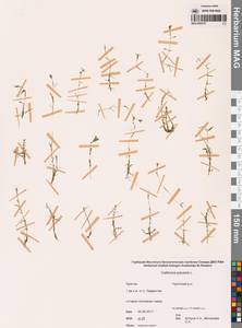 Болотник обыкновенный L., Сибирь, Чукотка и Камчатка (S7) (Россия)