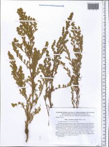 Полынь веничная, Полынь метельчатая Waldst. & Kit., Средняя Азия и Казахстан, Памир и Памиро-Алай (M2) (Киргизия)