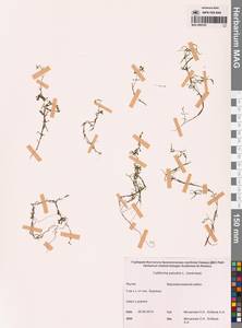 Болотник обыкновенный L., Сибирь, Якутия (S5) (Россия)