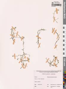 Болотник обыкновенный L., Сибирь, Якутия (S5) (Россия)