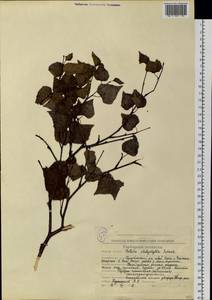 Betula pendula subsp. mandshurica (Regel) Ashburner & McAll., Сибирь, Чукотка и Камчатка (S7) (Россия)