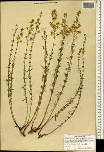Hypericum elongatum subsp. elongatum, Зарубежная Азия (ASIA) (Иран)