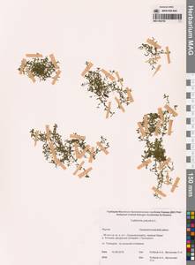 Болотник обыкновенный L., Сибирь, Якутия (S5) (Россия)