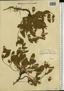 Вьюнок узколистный L., Восточная Европа, Южно-Украинский район (E12) (Украина)