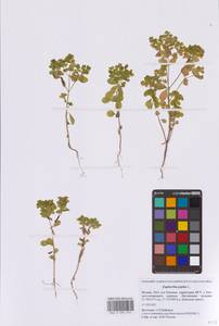 Молочай бутерлаковый, Молочай огородный L., Восточная Европа, Московская область и Москва (E4a) (Россия)