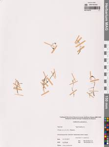 Болотник обыкновенный L., Сибирь, Чукотка и Камчатка (S7) (Россия)