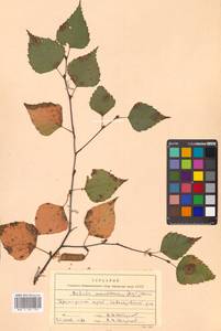 Betula pendula subsp. mandshurica (Regel) Ashburner & McAll., Сибирь, Дальний Восток (S6) (Россия)