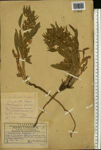 Вьюнок узколистный L., Восточная Европа, Южно-Украинский район (E12) (Украина)