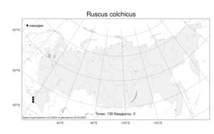 Ruscus colchicus, Иглица колхидская Yeo, Атлас флоры России (FLORUS) (Россия)