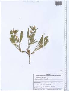 Вьюнок узколистный L., Восточная Европа, Северо-Украинский район (E11) (Украина)