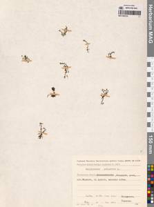 Болотник обыкновенный L., Сибирь, Чукотка и Камчатка (S7) (Россия)