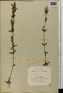 Горечавочка язычковая (C. Agardh) T. Karlsson, Кавказ, Азербайджан (K6) (Азербайджан)