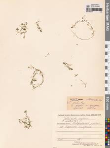 Болотник обыкновенный L., Сибирь, Чукотка и Камчатка (S7) (Россия)