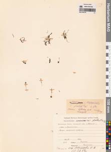 Болотник обыкновенный L., Сибирь, Чукотка и Камчатка (S7) (Россия)