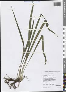 Ophiopogon, Зарубежная Азия (ASIA) (Вьетнам)