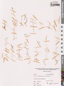 Болотник обыкновенный L., Сибирь, Чукотка и Камчатка (S7) (Россия)