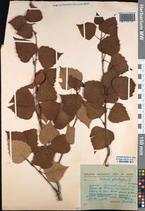 Betula pendula subsp. mandshurica (Regel) Ashburner & McAll., Сибирь, Якутия (S5) (Россия)