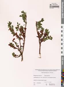 Ива Хохрякова A.K.Skvortsov, Сибирь, Чукотка и Камчатка (S7) (Россия)