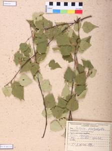 Betula pendula subsp. mandshurica (Regel) Ashburner & McAll., Сибирь, Алтай и Саяны (S2) (Россия)