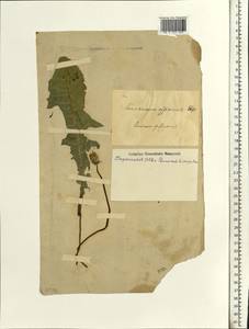 Одуванчик лекарственный Weber ex F. H. Wigg., Восточная Европа, Южно-Украинский район (E12) (Украина)