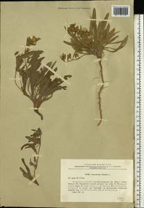 Вьюнок узколистный L., Восточная Европа, Северо-Украинский район (E11) (Украина)