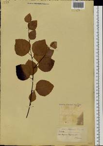 Betula pendula subsp. mandshurica (Regel) Ashburner & McAll., Сибирь, Якутия (S5) (Россия)