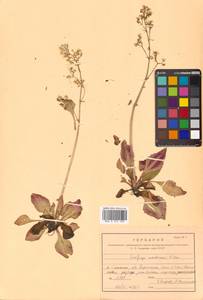 Камнеломка сахалинская (F. Schmidt) S. Akiyama & H. Ohba, Сибирь, Дальний Восток (S6) (Россия)