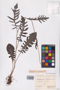 Klasea centauroides subsp. komarovii (Iljin) L.Martins, Сибирь, Дальний Восток (S6) (Россия)
