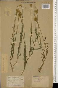 Psephellus trinervius (Willd.) Wagenitz, Кавказ, Краснодарский край и Адыгея (K1a) (Россия)