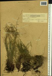 Carex callitrichos var. nana (H.Lév. & Vaniot) S.Yun Liang, L.K.Dai & Y.C.Tang, Сибирь, Дальний Восток (S6) (Россия)