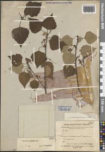 Betula pendula subsp. mandshurica (Regel) Ashburner & McAll., Сибирь, Прибайкалье и Забайкалье (S4) (Россия)