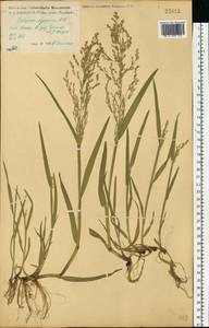 Поручейница водная, Поручейница водяная (L.) P.Beauv., Восточная Европа, Центральный лесостепной район (E6) (Россия)