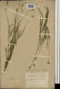 Psephellus trinervius (Willd.) Wagenitz, Кавказ, Краснодарский край и Адыгея (K1a) (Россия)