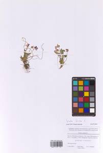 Фиалка коротковолосистая, Фиалка опушенная L., Восточная Европа, Московская область и Москва (E4a) (Россия)