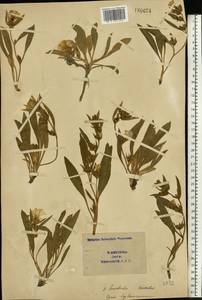 Вьюнок узколистный L., Восточная Европа, Южно-Украинский район (E12) (Украина)